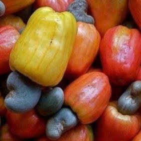 CAMPAGNE CAJOU 2021: LA CÔTE D’IVOIRE FIXE UN PRIX PLANCHER “OBLIGATOIRE” DE 305 FCFA/KG